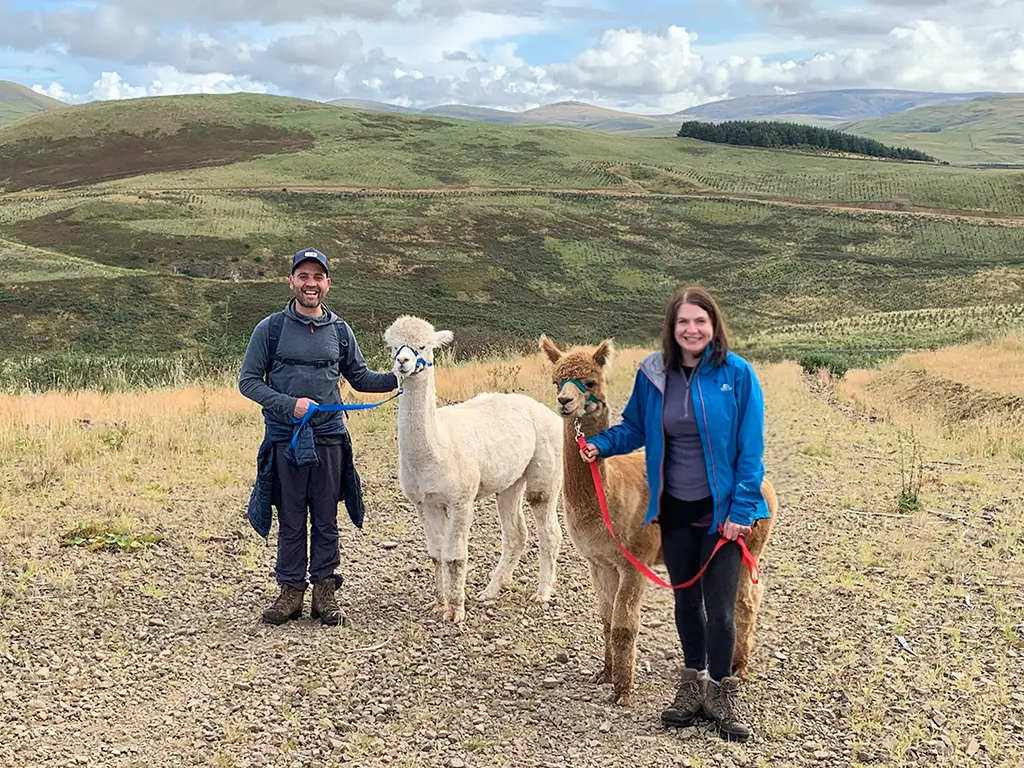 Alpaca walking Scotland - trekking with alpacas
