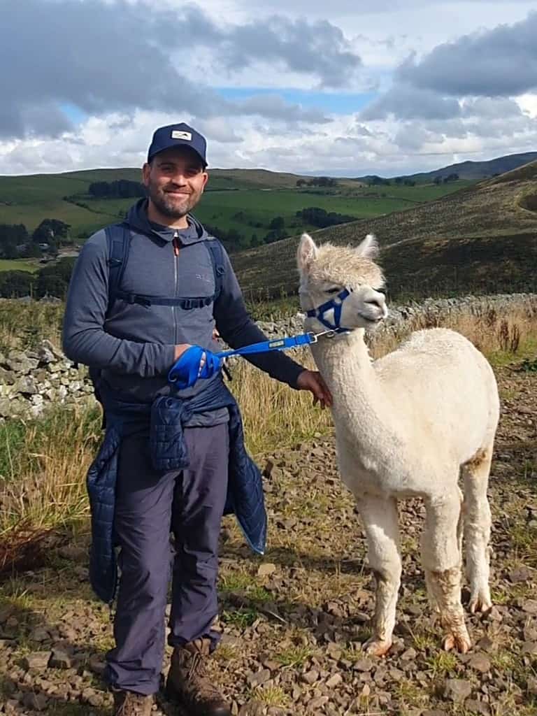 Alpaca walking Scotland - trekking with alpacas