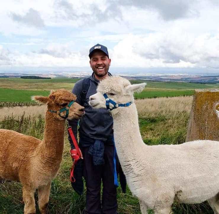 Alpaca trekking in Scotland at Beirhope Farm