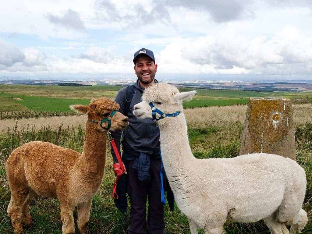 Alpaca trekking in Scotland at Beirhope Farm