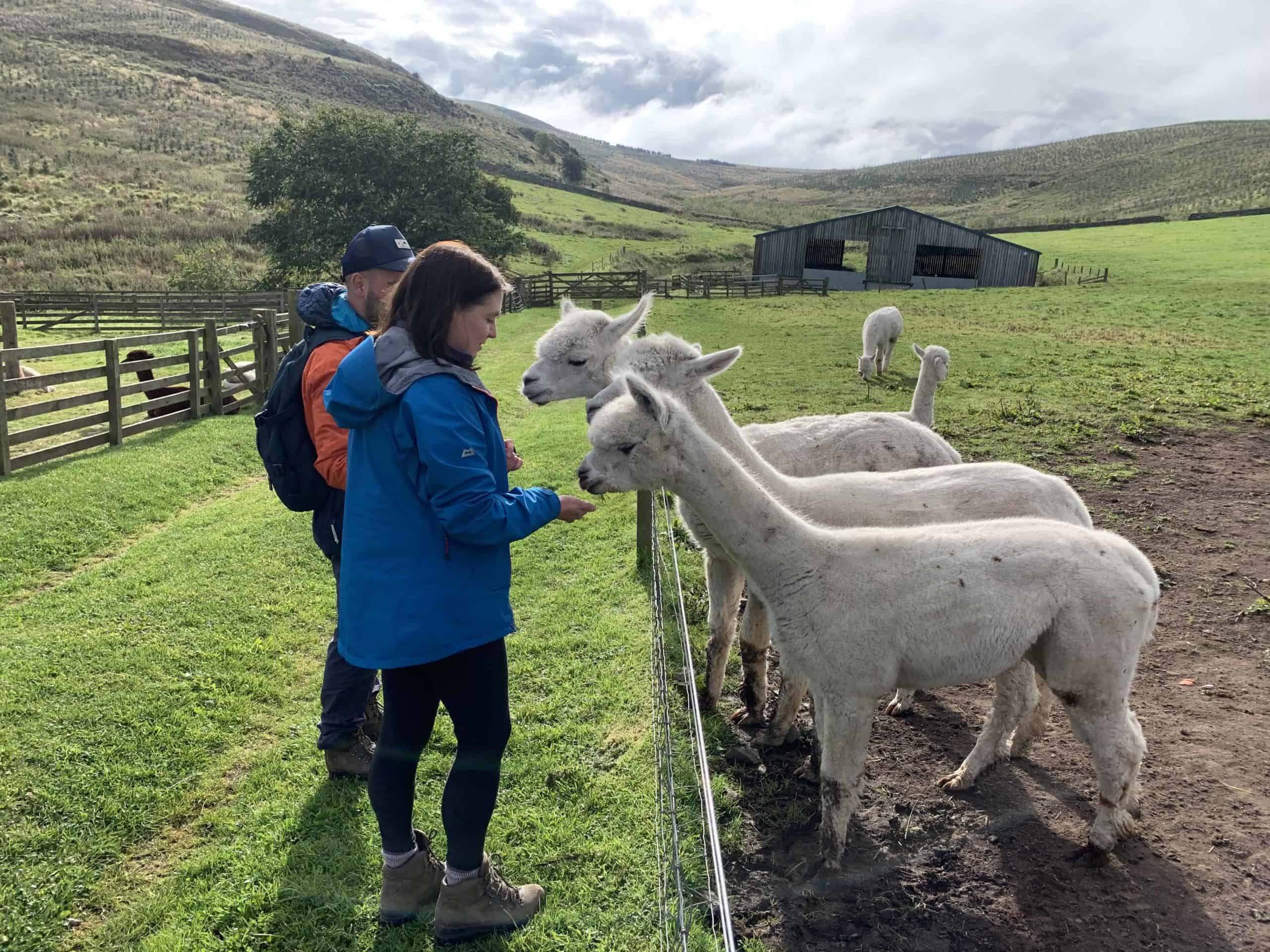 Feeding alpacas scotland