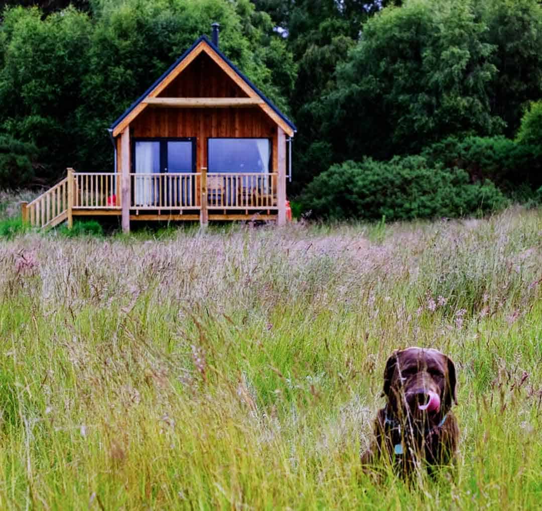 places to visit in scotland with dogs