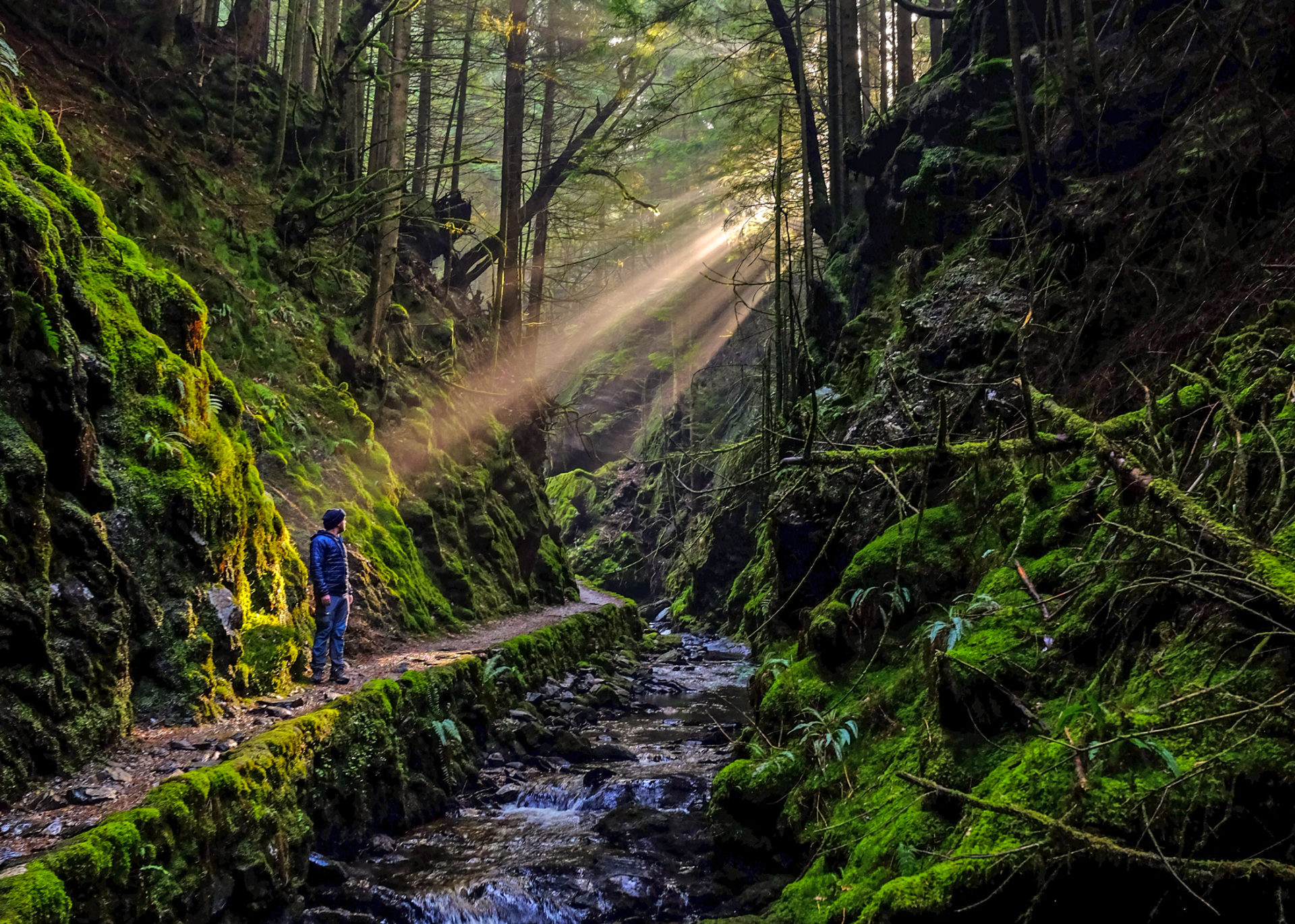 Forests in Scotland