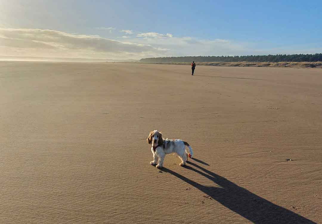 Beaches for Dogs Scotland