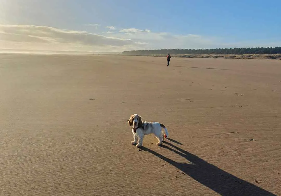 Beaches for Dogs Scotland