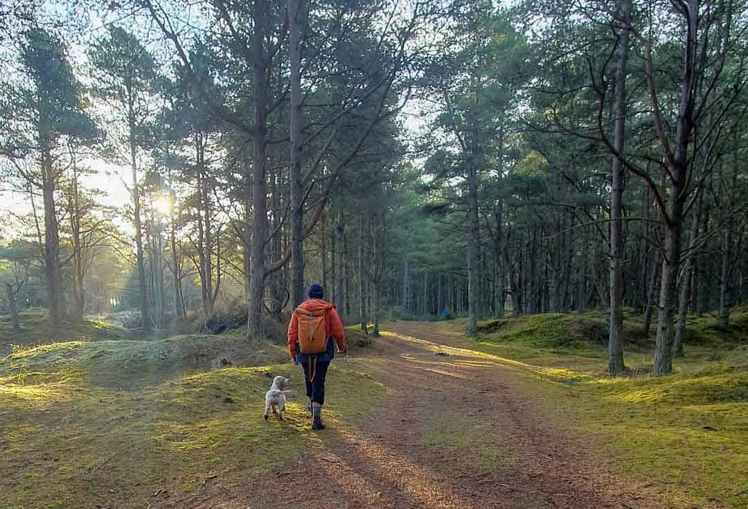 Tentsmuir Forest