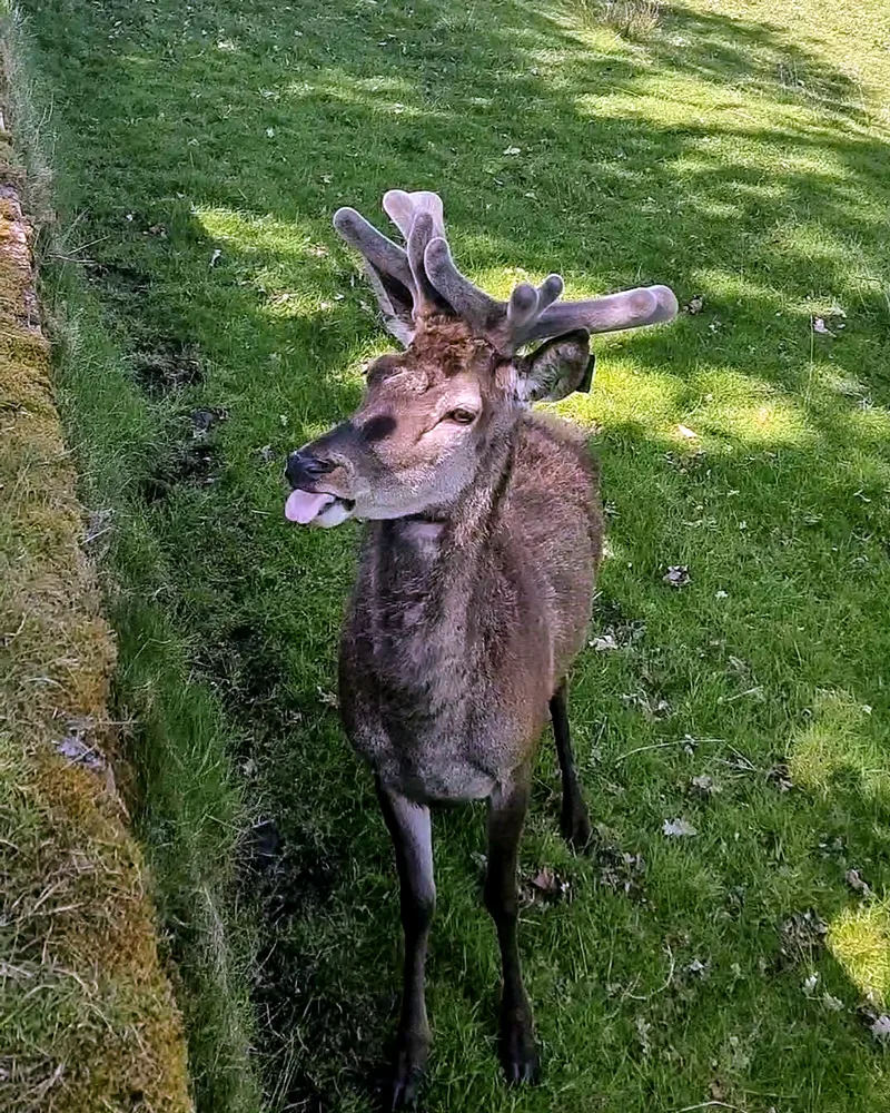 Deer at Hopetoun House