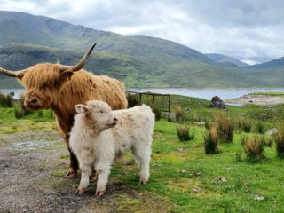 Highland Coos