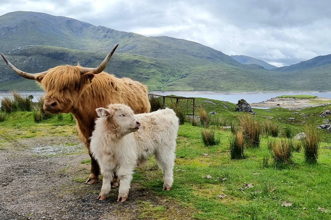 Highland Coos