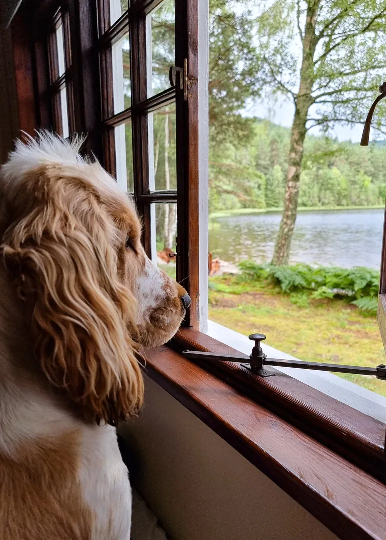 Queens Hut Aboyne Cabin Cairngorms dog