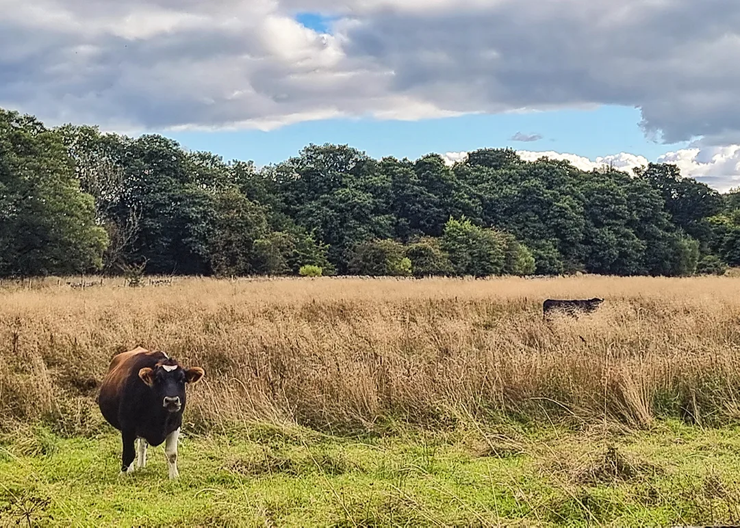 Heritage cattle