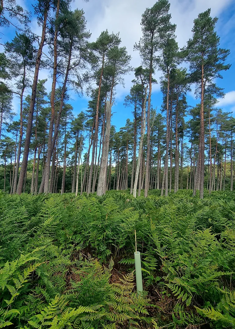 Scots Pine tree planting