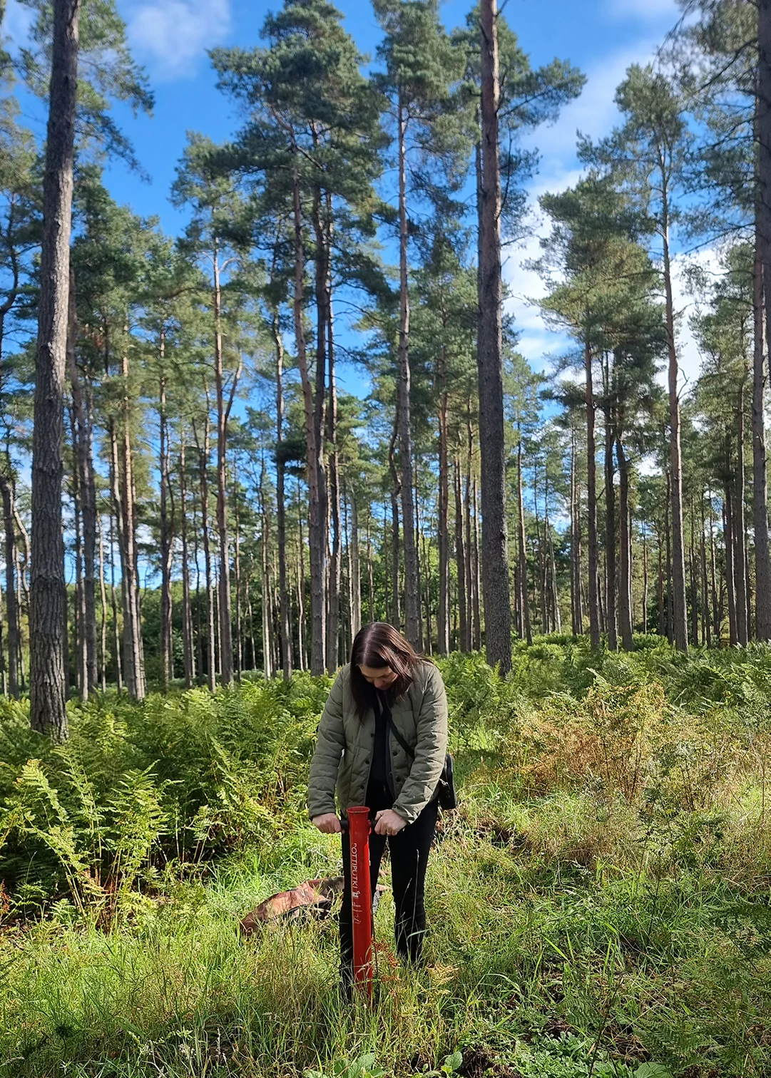Scots Pine tree planting