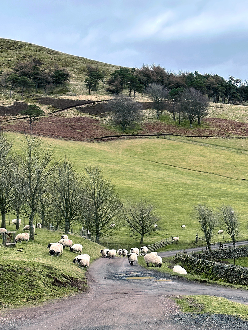 Scottish Blackface Sheep Pentland Hills