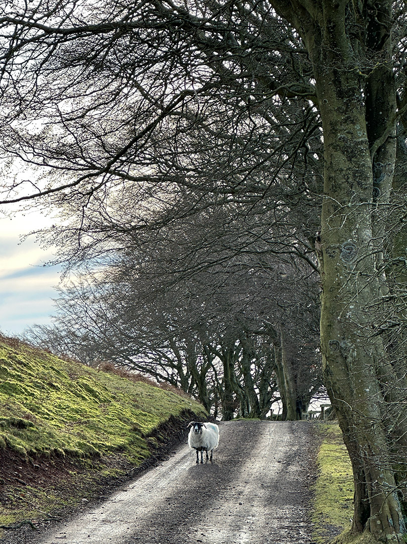 Scottish Blackface Sheep