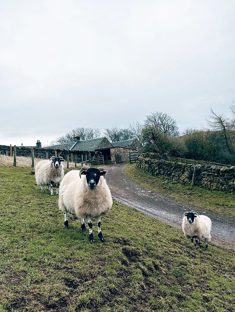 Scottish Blackface Sheep