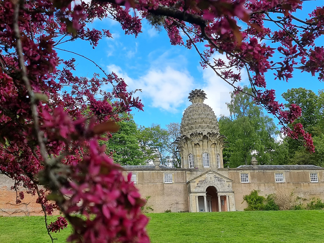 Spring in Scotland cherry blossom