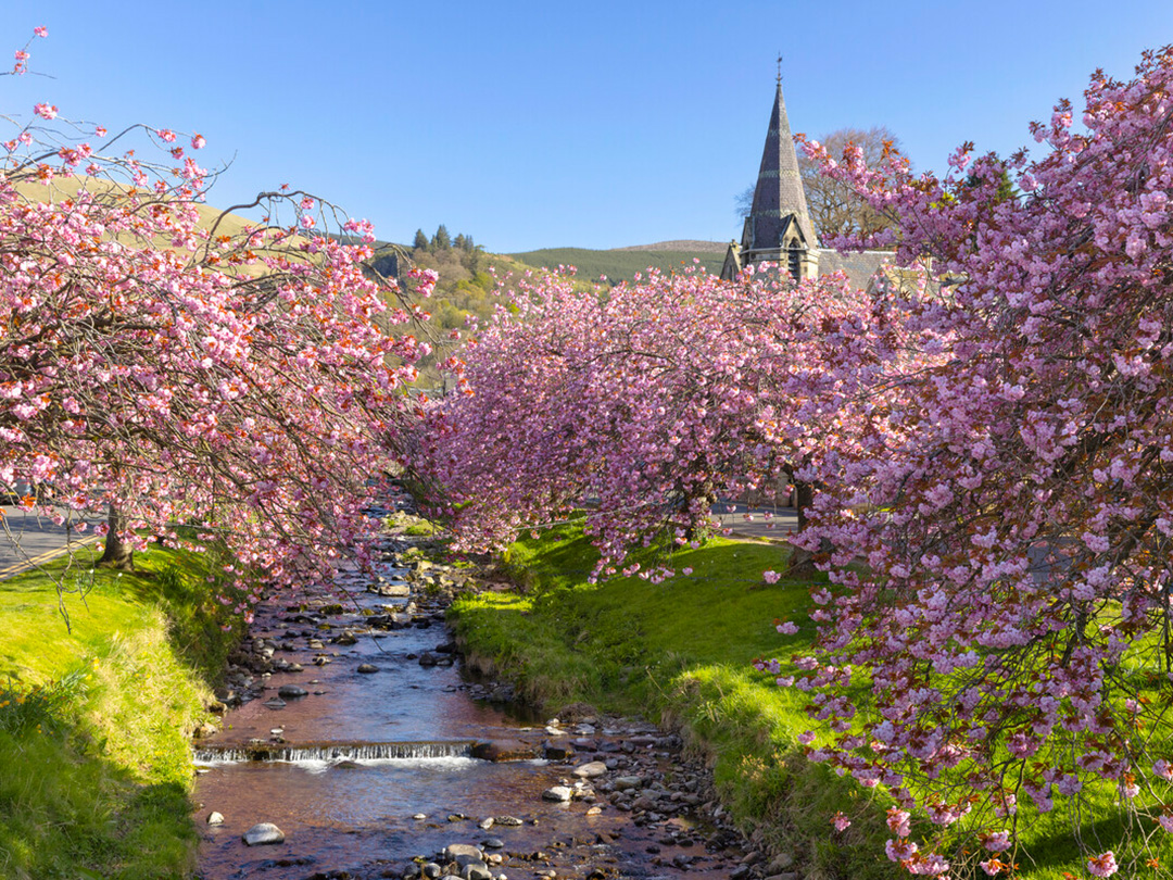 Cherry blossoms at Dollar, Clackmannanshire