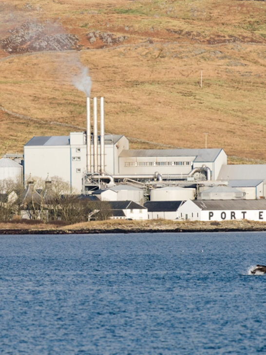 The best places to see wildlife in Scotland – from dolphins to golden eagles