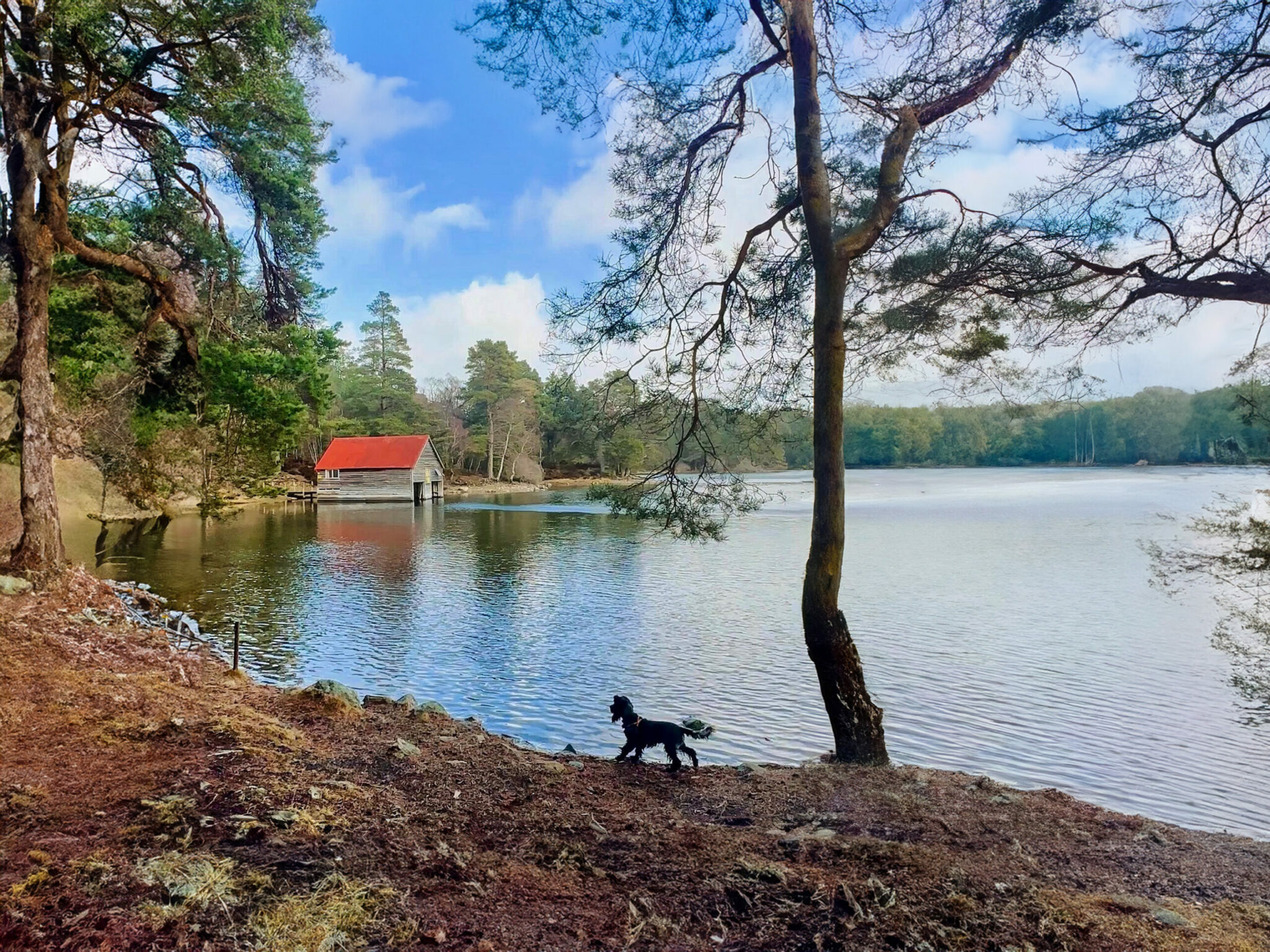 The guide to dog friendly Scotland