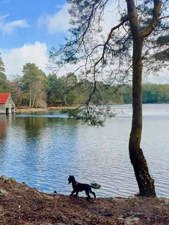 The guide to dog friendly Scotland