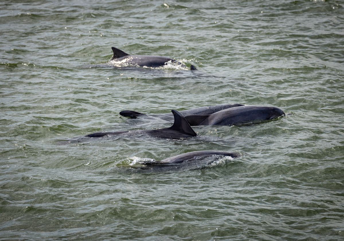 Dolphins in Scotland - one of the best places to see dolphins in on the North Coast 500
VisitScotland / Kenny Lam