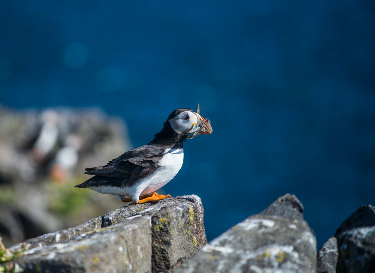 Puffins Scotland 
VisitScotland / Kenny Lam