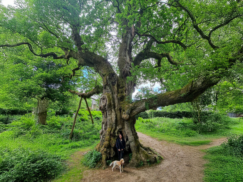 How to visit the 8 Oldest Trees in Scotland