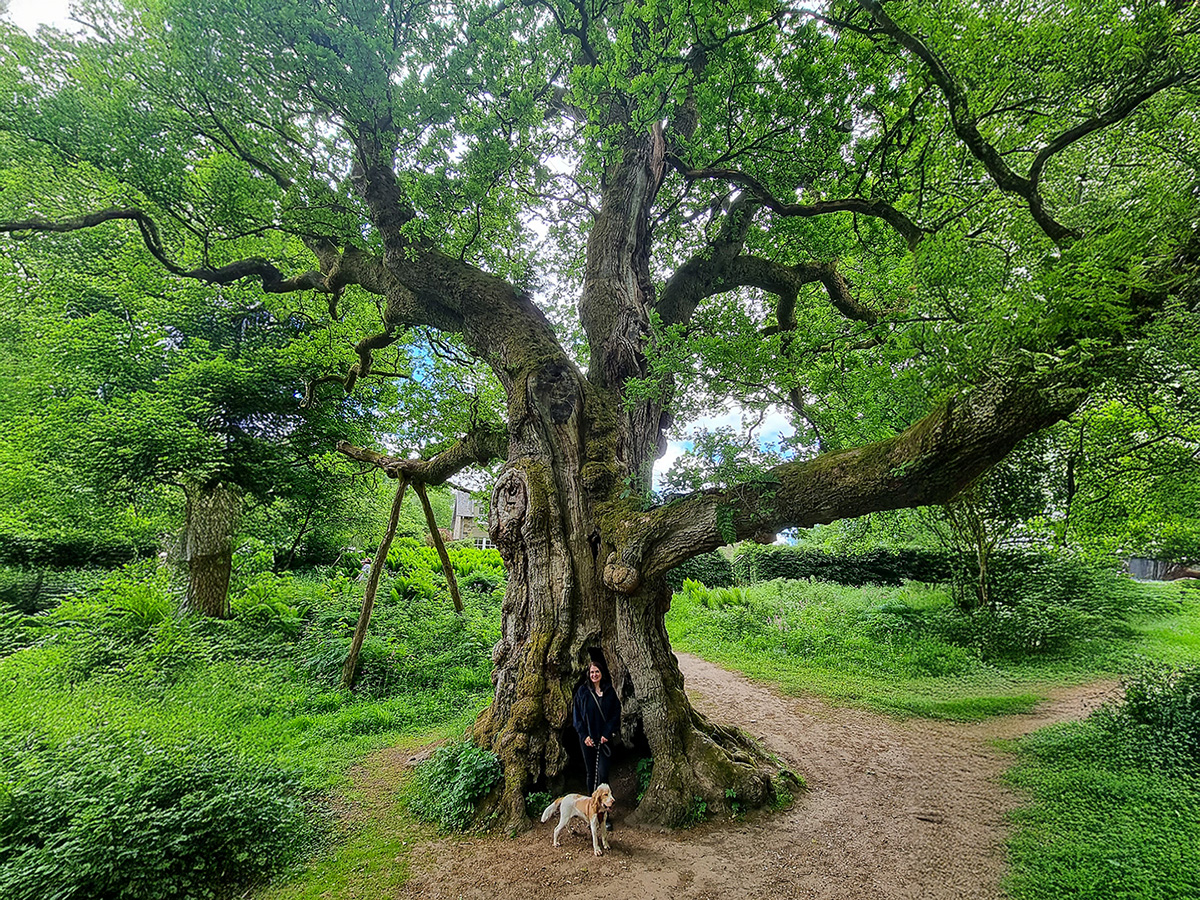 The Birnam Oak Perthshire - one of the oldest trees in Scotland