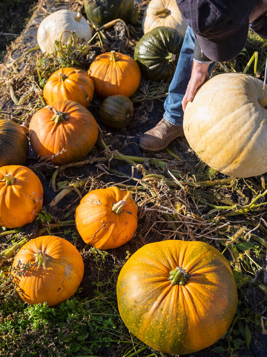 Spooky Season – how to celebrate Halloween in Scotland + events