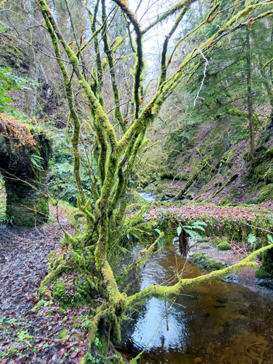 Scotland’s best dens, glens & gorge walks