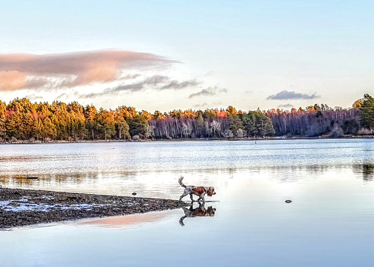 Snow-covered Caledonian pine forest in the Cairngorms National Park in winter