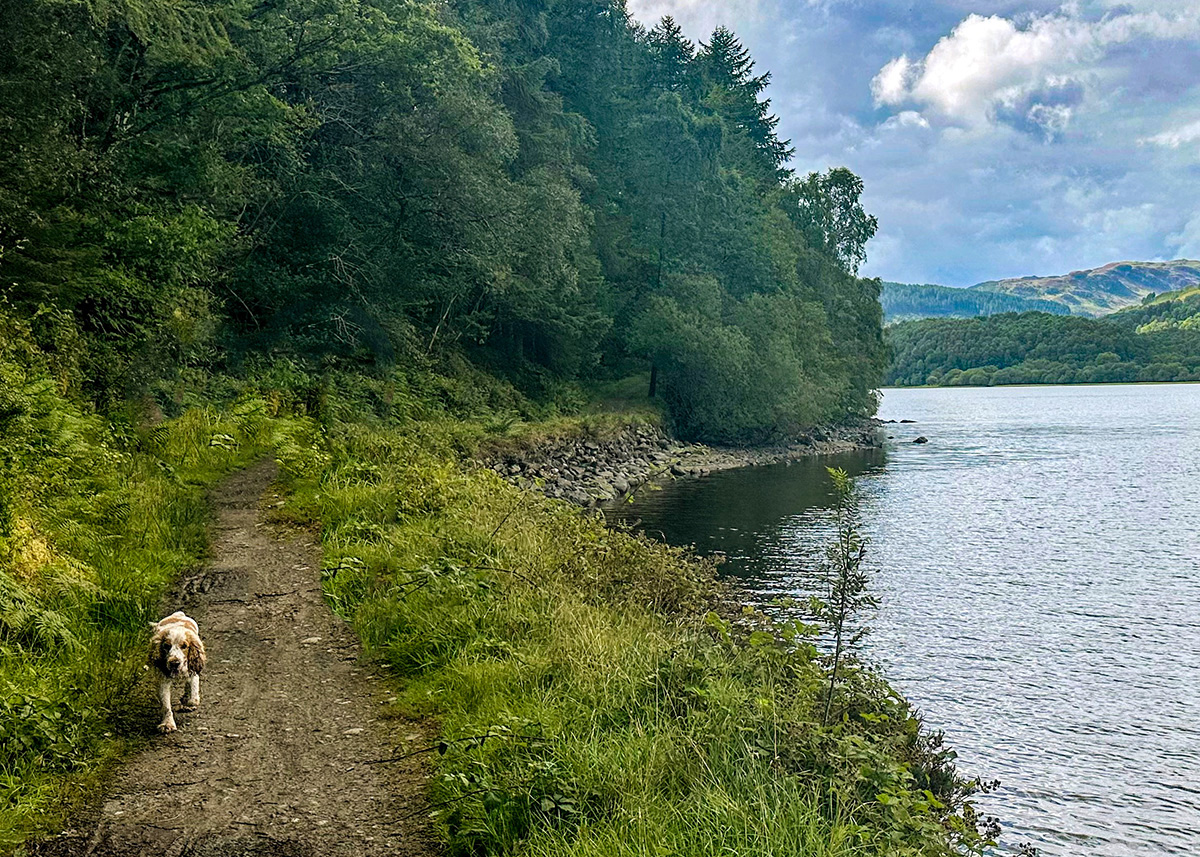 A peaceful stretch of lochside path along Loch Venachar, part of the Great Trossachs Path.