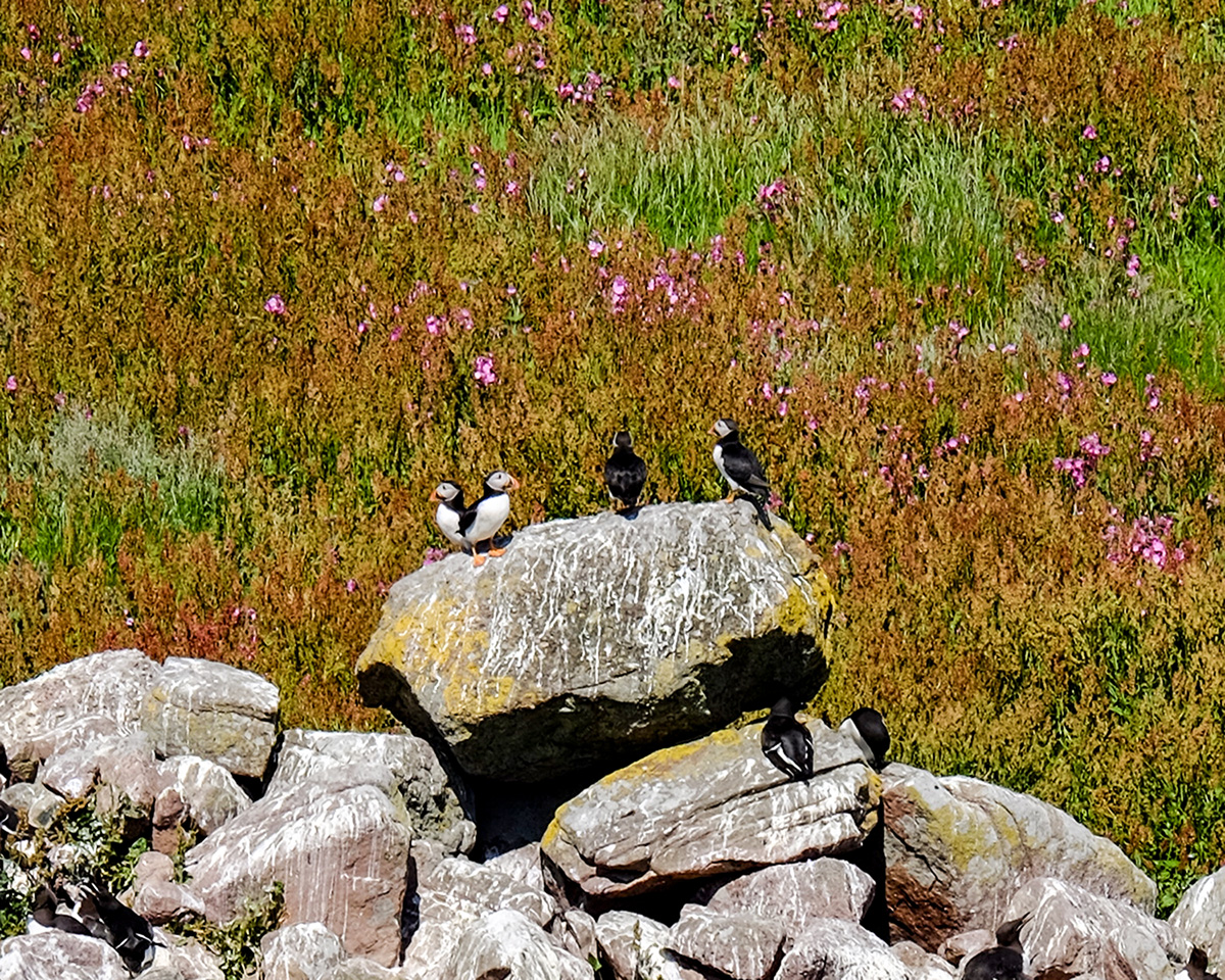 Where to See Puffins in Scotland: 10 Best Places to Visit