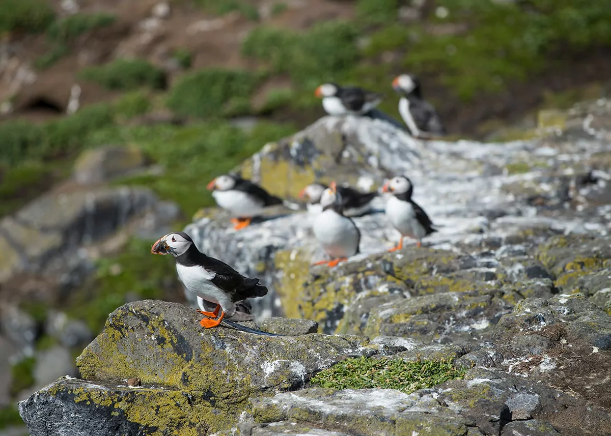 Where to see Puffins in Scotland - Credit Visit Scotland / Kenny Lam