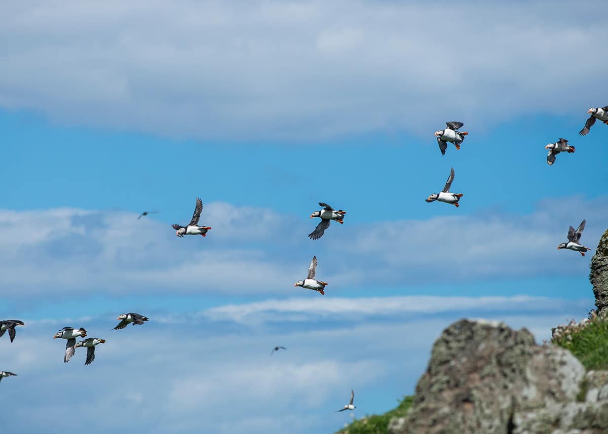 Where to see Puffins in Scotland - Credit Visit Scotland / Kenny Lam