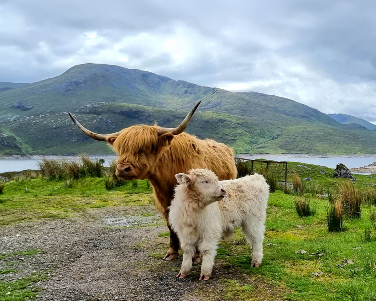 Highland Cows Scotland