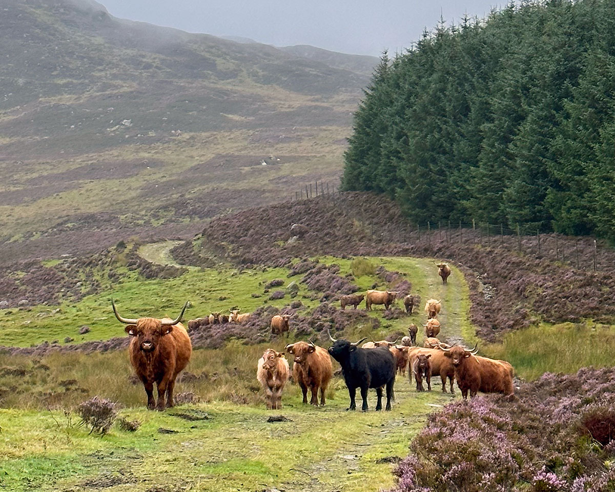 Herd of Highland Cattle