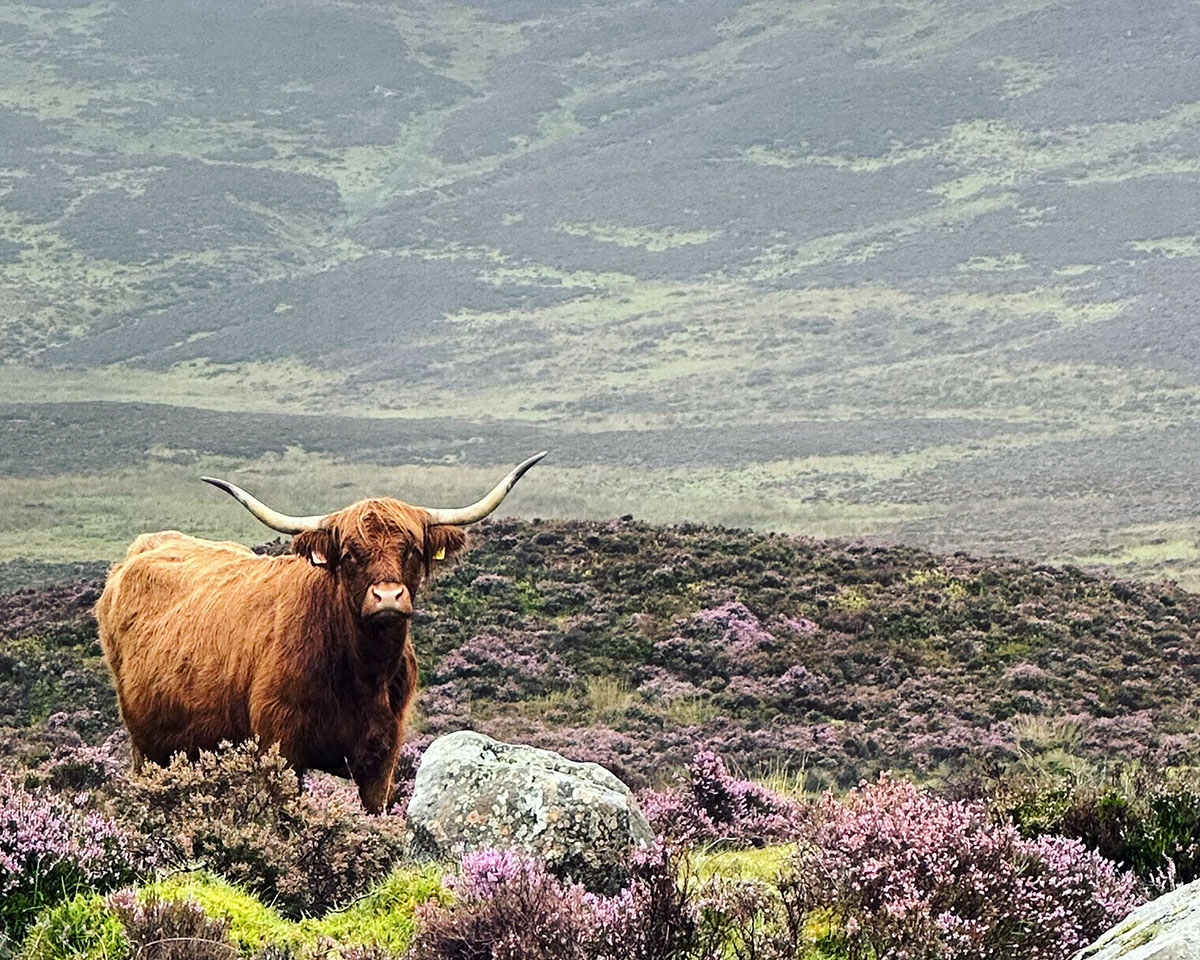Highland cow Scotland
