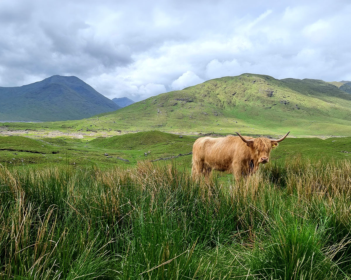 Highland Cow Isle of Skye