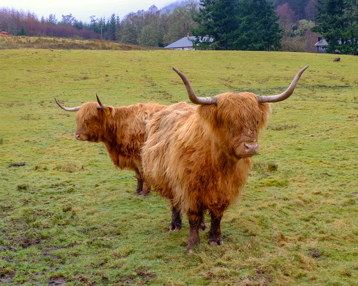 Fluffy Highland Cows Scotland