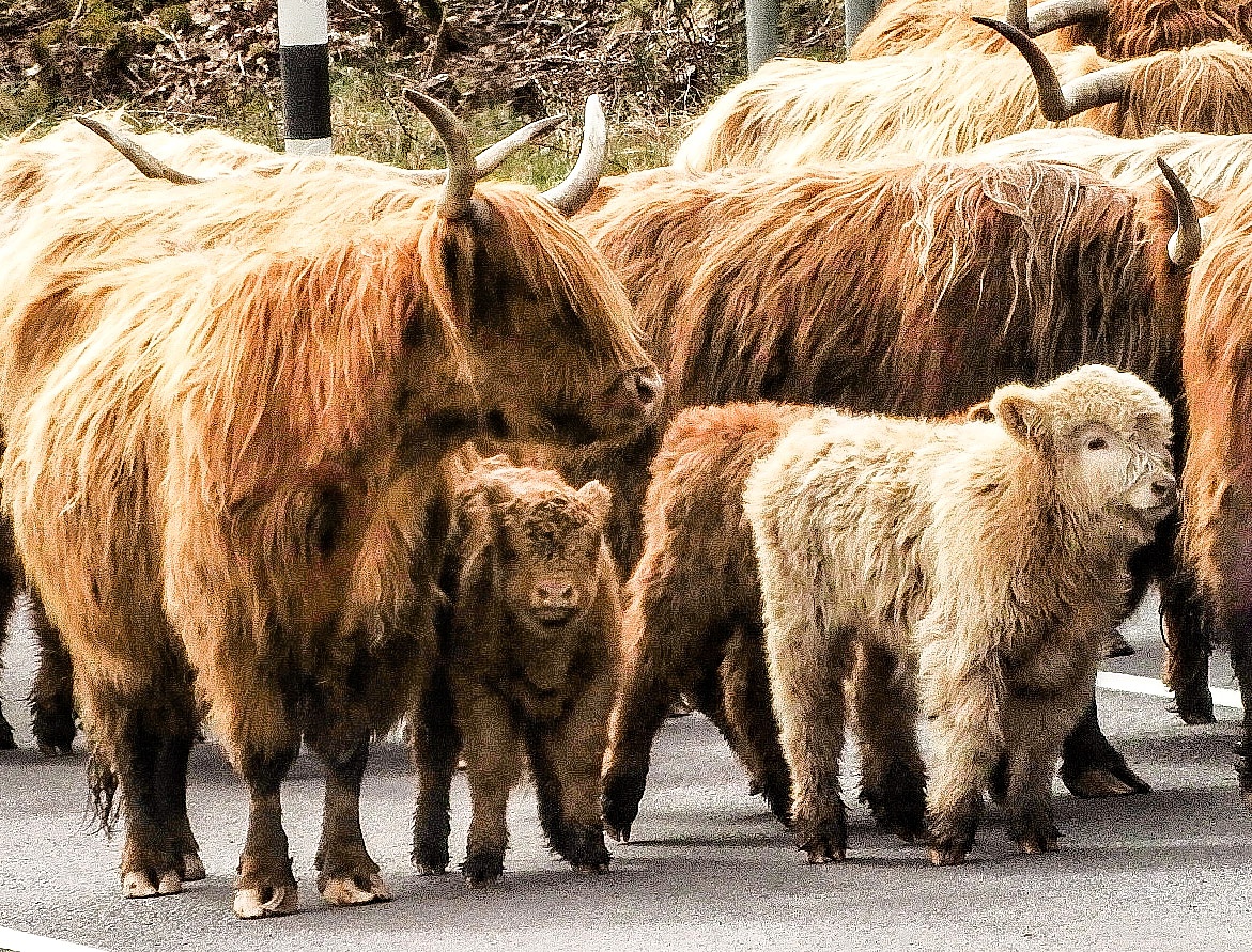 Baby Highland Coos