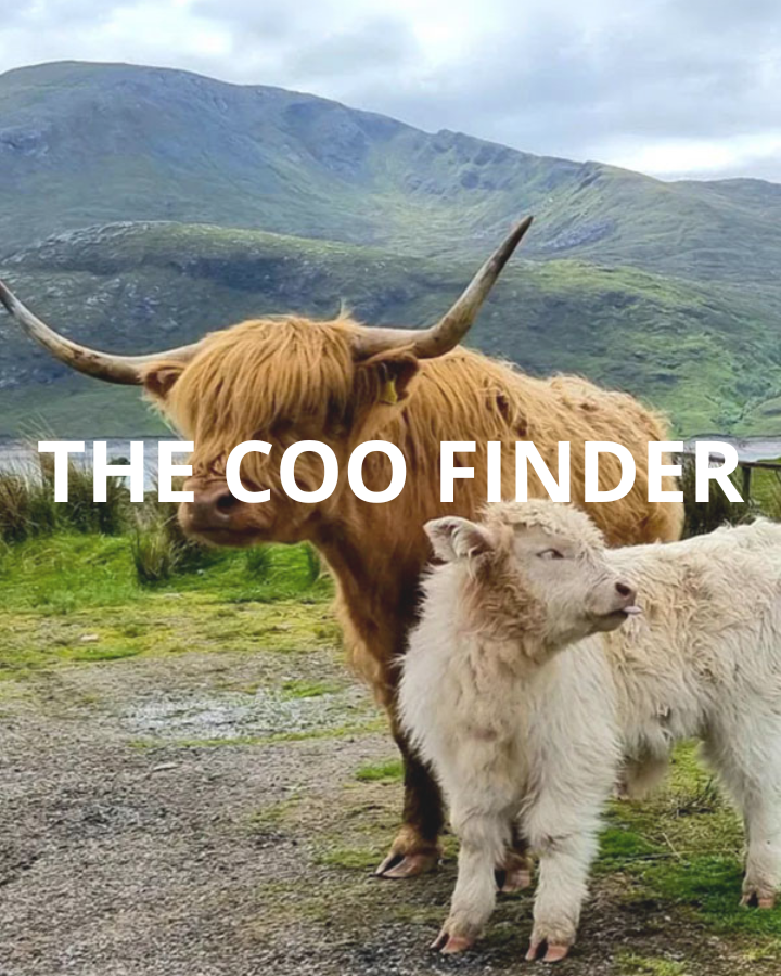 Highland Cows Scotland