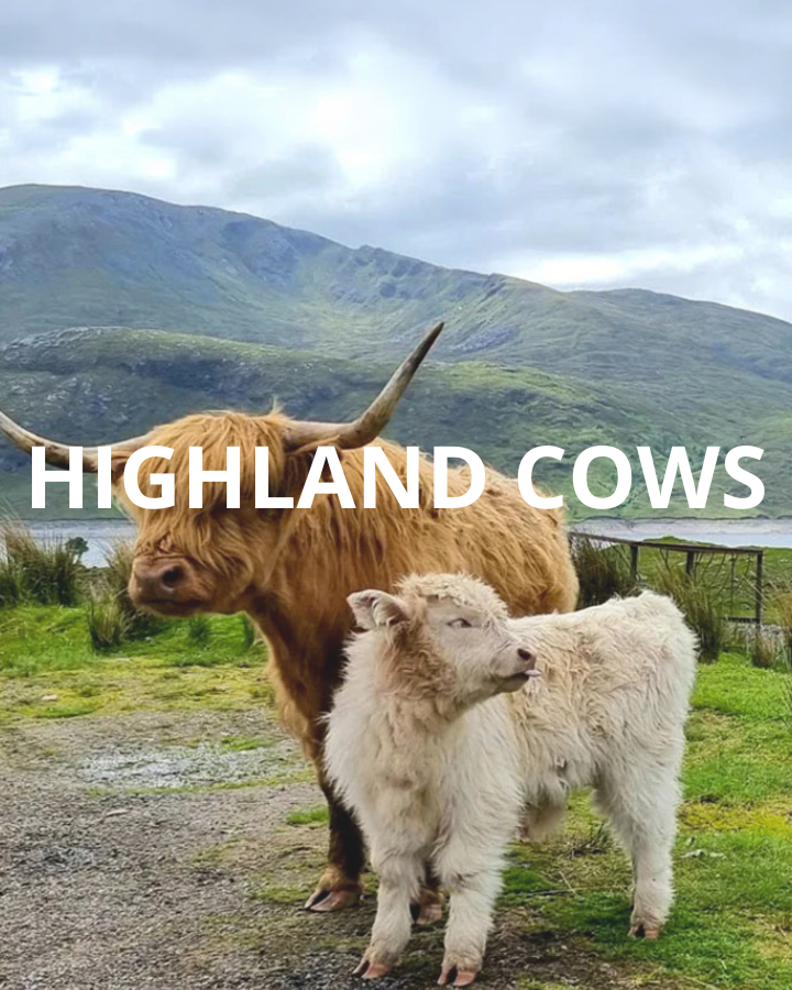 Highland Coos