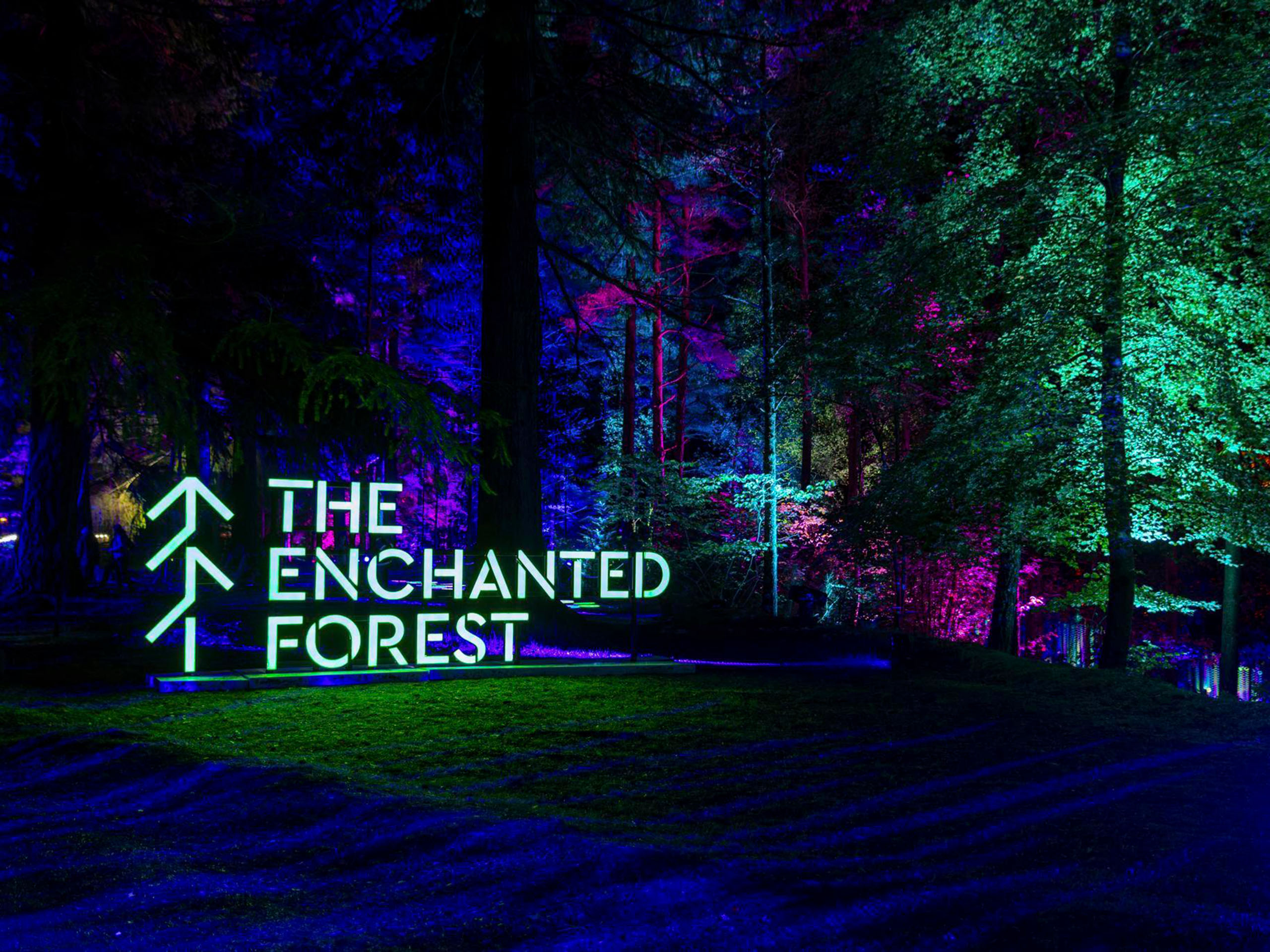 The Enchanted Forest