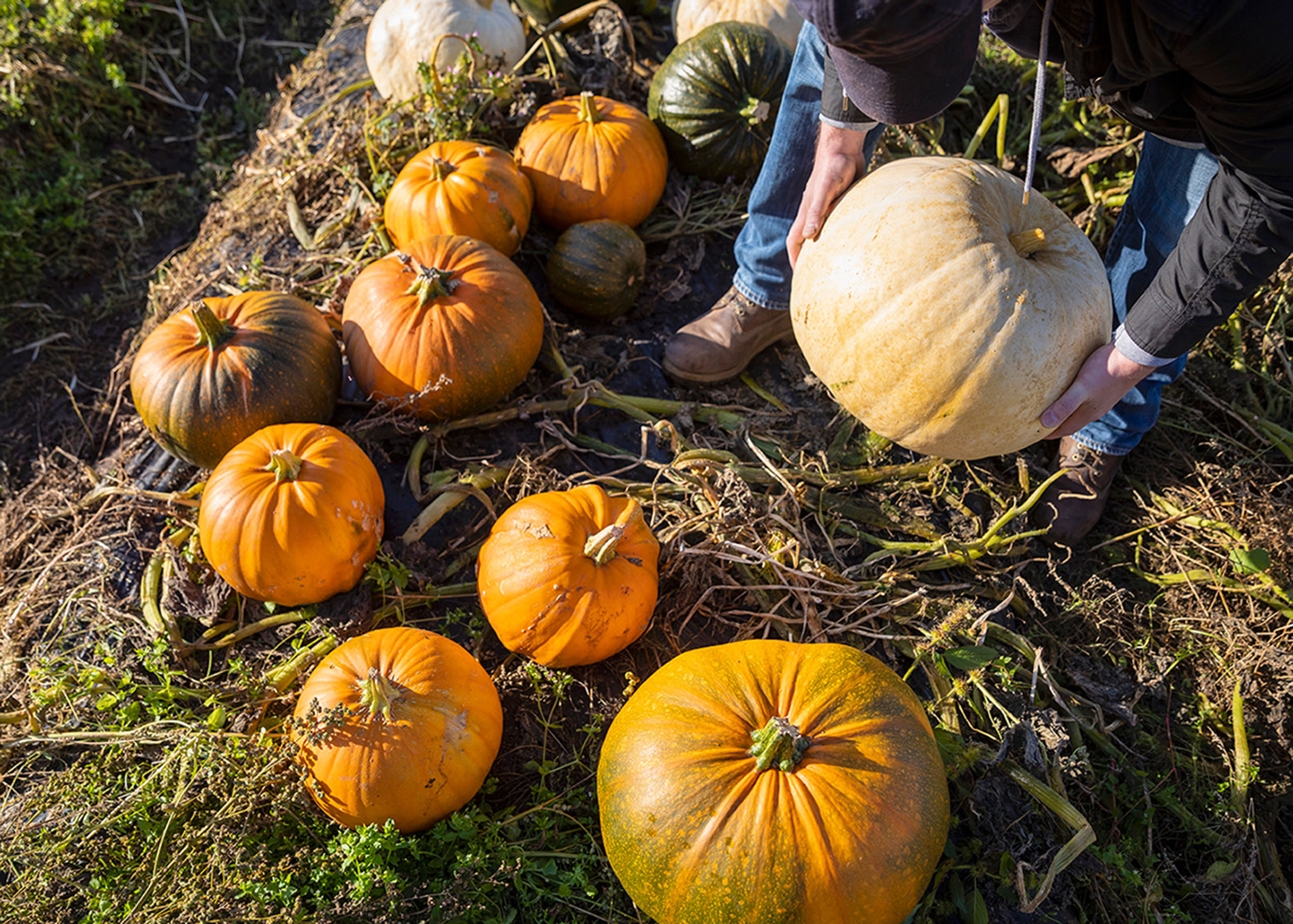Arnprior Farm near Stirling offers seasonal pick-your-own pumpkins in autumn, featuring traditional orange, green 'Warrior', and white 'Ghost' varieties. Spring lambing experiences and farm shop facilities Credit - VisitScotland / Kenny Lam